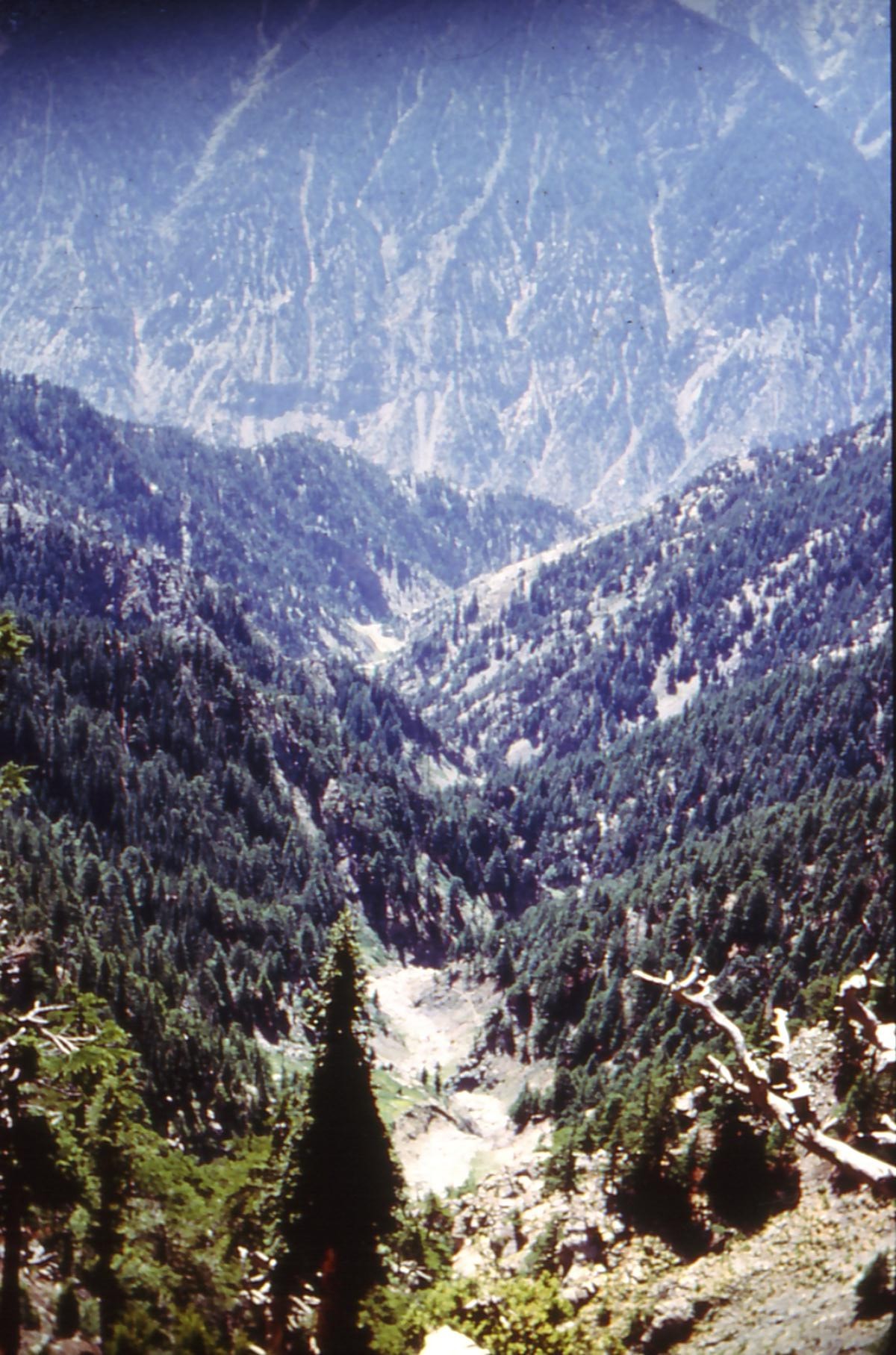 for&ecirc;t chitral